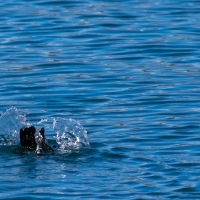 Diving Shag