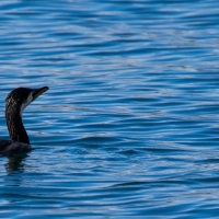 Diving Shag