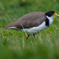 Spur Winged Plover