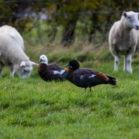 Paradise Ducks and Sheep