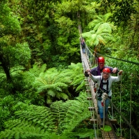 Rotorua Canopy Adventures
