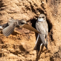 Sand Martin