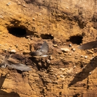 Sand Martin