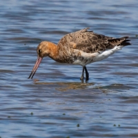 Black-tailed godwit