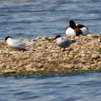 Common Tern