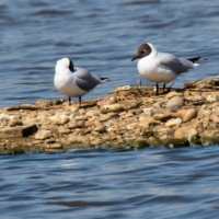 Black-headed gull