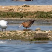 Black-tailed godwit