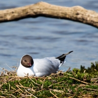 Black-headed gull