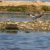 Black-tailed godwit