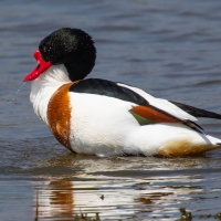 Shelduck