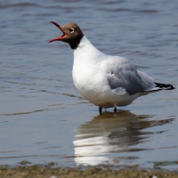Black-headed gull