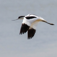 Avocet