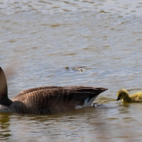 Canada Goose