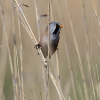 Bearded Reedling