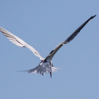 Common Tern