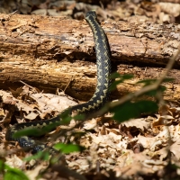 Adder at Minsmere