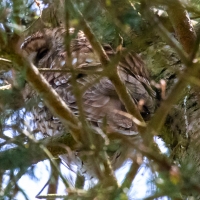 Tawney Owl at Minsmere