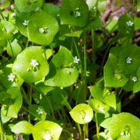 Spring Beauty (Montia perfoliata)