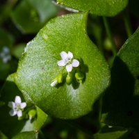 Spring Beauty (Montia perfoliata)