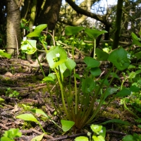 Spring Beauty (Montia perfoliata)