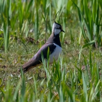 Lapwing