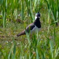 Lapwing