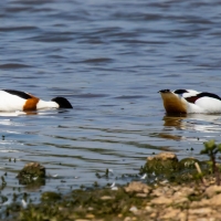 Shelduck