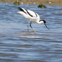 Avocet