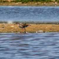 Redshank