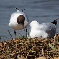 Black-headed gull