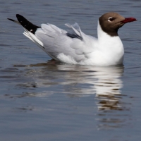 Black-headed gull