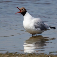 Black-headed gull