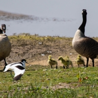 Canada Goose