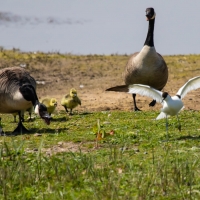 Canada Goose