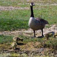 Canada Goose