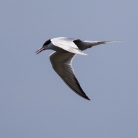 Common Tern