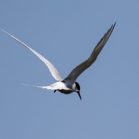 Common Tern