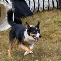 The Game Fair at Ragley Hall