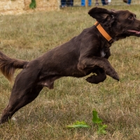 The Game Fair at Ragley Hall