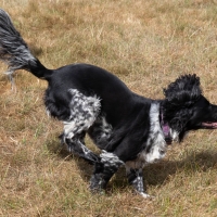 The Game Fair at Ragley Hall