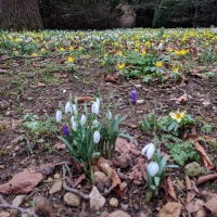 Oxford, Snowdrops in the University Park