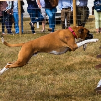 The Game Fair at Ragley Hall