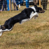 The Game Fair at Ragley Hall