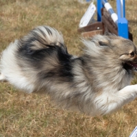 The Game Fair at Ragley Hall