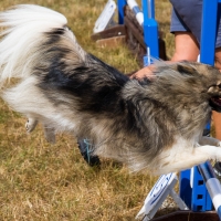 The Game Fair at Ragley Hall