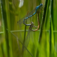 Mateing damselflies