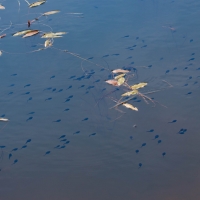 Tadpoles