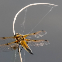 Four spotted Chaser