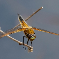 Four spotted Chaser