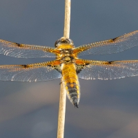 Four spotted Chaser